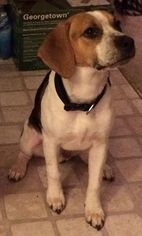 Beagle-Unknown Mix Dogs for adoption in Durand, WI, USA