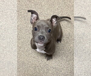 Bulldog-Unknown Mix Dogs for adoption in Sanford, FL, USA