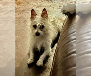 Chihuahua-Unknown Mix Dogs for adoption in San Diego , CA, USA