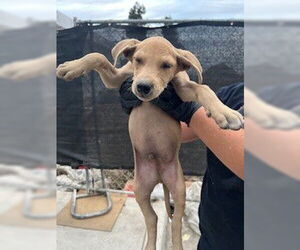 Doberman Pinscher Dogs for adoption in Stockton, CA, USA