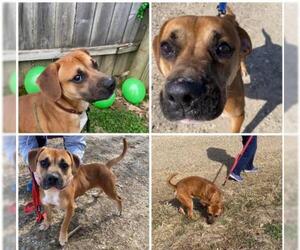 Bogle Dogs for adoption in Mt Vernon, IN, USA