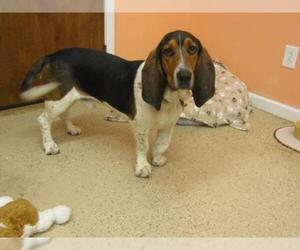 Basset Hound Dogs for adoption in York, SC, USA