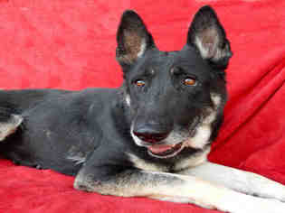 Medium Photo #1 German Shepherd Dog Puppy For Sale in Upland, CA, USA
