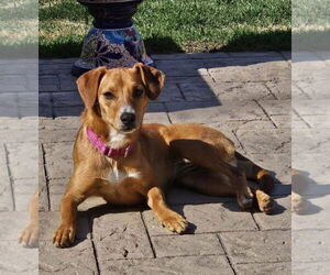 Beagle-Unknown Mix Dogs for adoption in New London, WI, USA