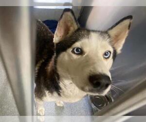 Siberian Husky Dogs for adoption in Orange, CA, USA