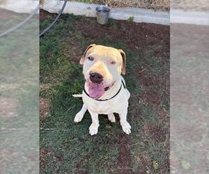 American Pit Bull Terrier Dogs for adoption in Bakersfield, CA, USA