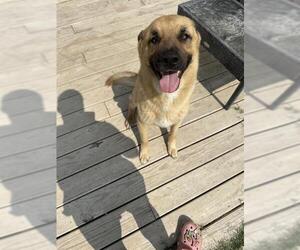 German Shepherd Dog Dogs for adoption in San Antonio, TX, USA