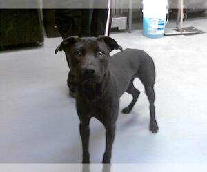 Shepradors Dogs for adoption in Fayetteville, NC, USA