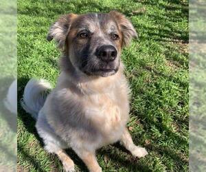 Anatolian Shepherd-Unknown Mix Dogs for adoption in Wylie, TX, USA