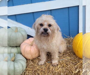 Pug Dogs for adoption in FAIRLAWN, OH, USA