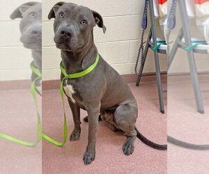 American Staffordshire Terrier Dogs for adoption in Ogden, UT, USA