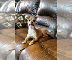 Chihuahua Dogs for adoption in San Diego, CA, USA