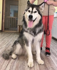 Alaskan Malamute Dogs for adoption in Orleans, VT, USA