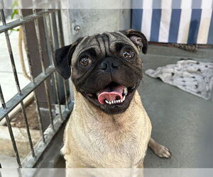 Pug Dogs for adoption in Pasadena, CA, USA