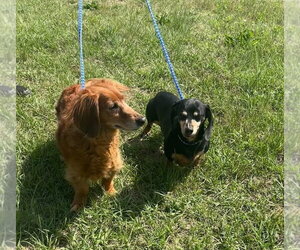 Dachshund Dogs for adoption in York, SC, USA