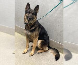 German Shepherd Dog-Unknown Mix Dogs for adoption in Las Vegas, NV, USA