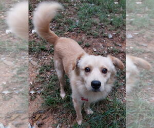 Unknown-pomeranian spitz Mix Dogs for adoption in Boston, MA, USA
