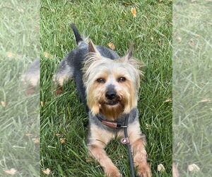 Mutt Dogs for adoption in Mooresville, NC, USA