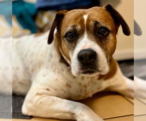 Boxer-Unknown Mix Dogs for adoption in Canton, CT, USA