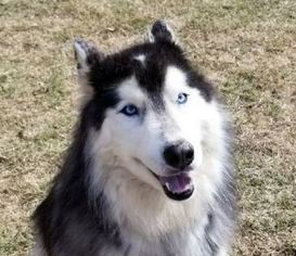 Siberian Husky Dogs for adoption in Winder, GA, USA