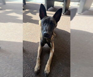 Mutt Dogs for adoption in Stevens Point, WI, USA