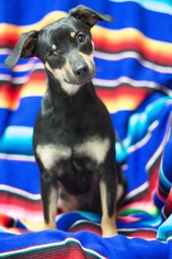Doxie-Pin Dogs for adoption in Panama City, FL, USA