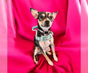 Mutt Dogs for adoption in Springdale, PA, USA