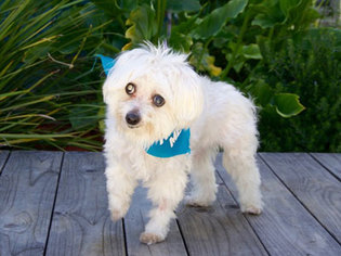 Maltese Dogs for adoption in Pacific Grove, CA, USA