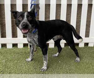 Border Collie-Unknown Mix Dogs for adoption in Modesto, CA, USA