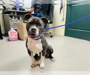 American Pit Bull Terrier Dogs for adoption in Pasadena, CA, USA