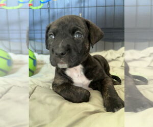 Labrador Retriever-Unknown Mix Dogs for adoption in Raleigh, NC, USA