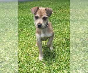 Rat Terrier-Unknown Mix Dogs for adoption in Royal Palm Beach, FL, USA