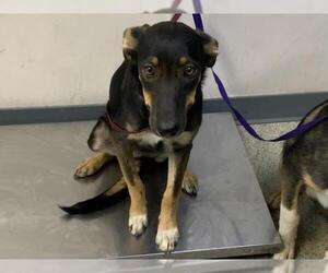 German Shepherd Dog-Unknown Mix Dogs for adoption in Visalia, CA, USA