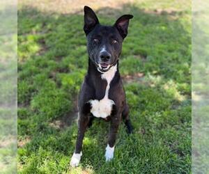 Border Collie-Unknown Mix Dogs for adoption in Modesto, CA, USA