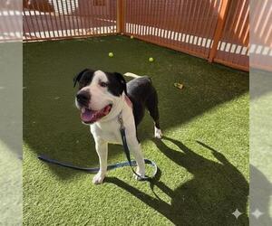 American Pit Bull Terrier-Unknown Mix Dogs for adoption in Las Vegas, NV, USA