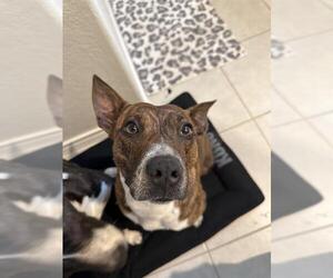 American Staffordshire Terrier-Unknown Mix Dogs for adoption in San Antonio, TX, USA