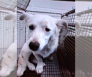 Chion Dogs for adoption in San Bernardino, CA, USA