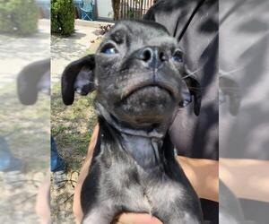 Pug-Unknown Mix Dogs for adoption in San Antonio, TX, USA