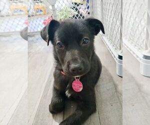 Labrador Retriever-Unknown Mix Dogs for adoption in Royal Palm Beach, FL, USA