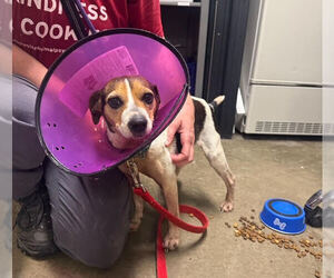 Jack Russell Terrier-Unknown Mix Dogs for adoption in Elmsford, NY, USA
