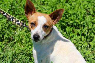 Rat Terrier Dogs for adoption in New Smyrna Beach, FL, USA