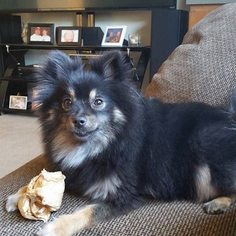 Pomeranian Dogs for adoption in Holly Springs, NC, USA
