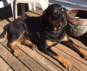 Rottweiler-Unknown Mix Dogs for adoption in McKenna, WA, USA