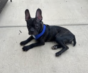Boston Terrier-Unknown Mix Dogs for adoption in Plainfield, IL, USA