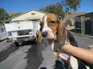 Basset Hound Dogs for adoption in Norco, CA, USA