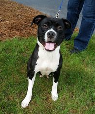Boston Terrier-Unknown Mix Dogs for adoption in Hopewell Junction, NY, USA