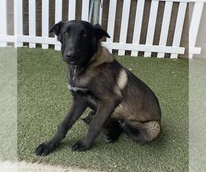 Mutt Dogs for adoption in Modesto, CA, USA