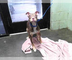 American Pit Bull Terrier-Unknown Mix Dogs for adoption in Tulsa, OK, USA