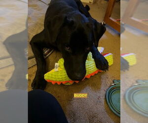 Labrador Retriever-Unknown Mix Dogs for adoption in Woodland Hills, CA, USA