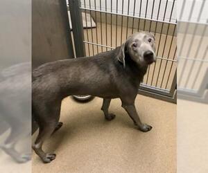 Labrador Retriever Dogs for adoption in Crystal Lake , IL, USA